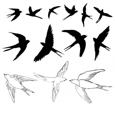 Vektör Swallow Set