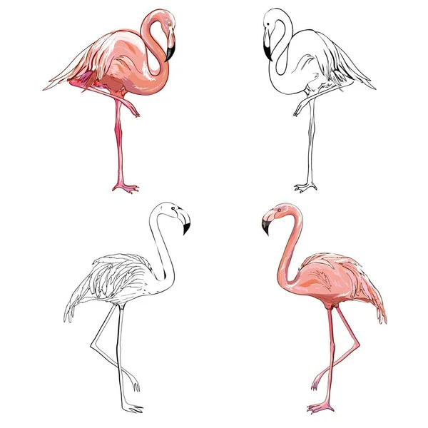 Handzeichnen Flamingos. Vektorillustration — Stockvektor