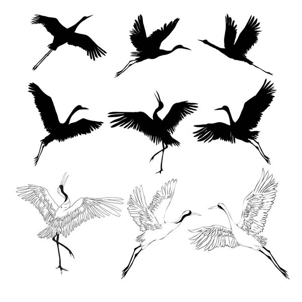 Wild birds in flight. Animals in nature or in the sky. Cranes or Grus and stork or shadoof and Ciconia with wings. engraved sketch hand drawn in vintage style.