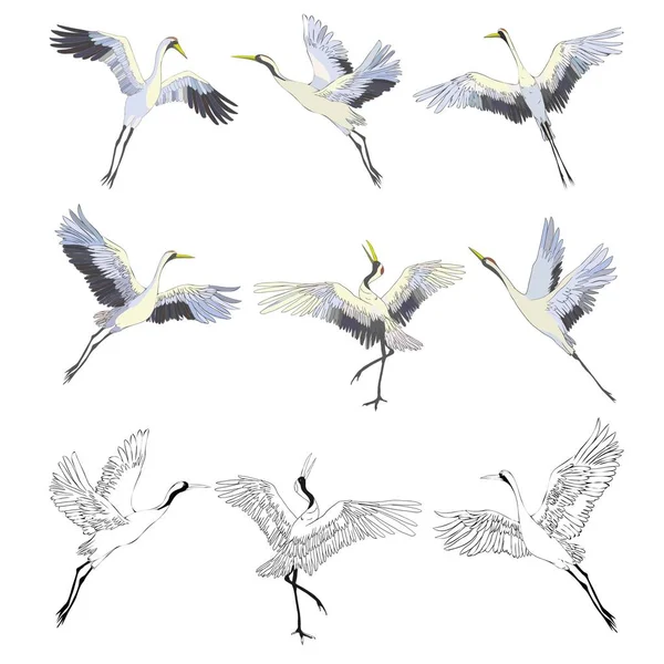 Pájaros salvajes en vuelo. Animales en la naturaleza o en el cielo. Grúas o Grus y cigüeña o sombra y Ciconia con alas. boceto grabado a mano dibujado en estilo vintage . — Vector de stock