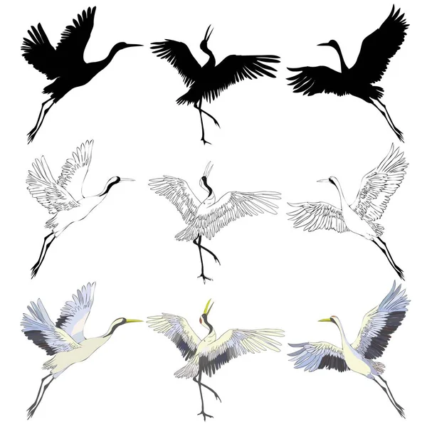 飛行中の野鳥。自然の中や空の動物。クレーンやグラスと翼を持つコウノトリや影やチコニア。ヴィンテージスタイルで描かれた手彫りのスケッチ. — ストックベクタ