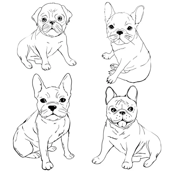 Bulldog anglais. Bouledogue français. Chien sur fond blanc. Illustration vectorielle pour chien — Image vectorielle