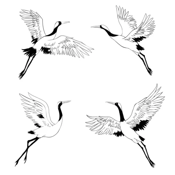 鹤鸟或苍鹭的轮廓或影子黑色墨水图标飞行和站立设置。 白鹤群轮廓模板或创造性的背景向量说明. — 图库矢量图片