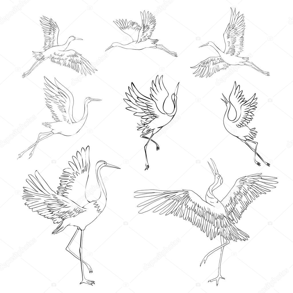Sketch and silhouette or shadow black ink icons of crane birds or herons flying and standing set.