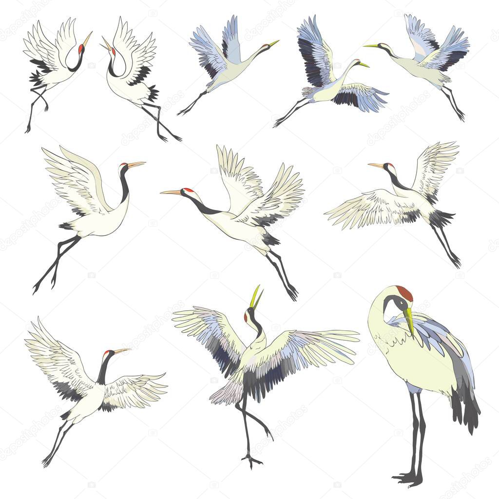 Crane, illustration, bird in flight Design element Vector