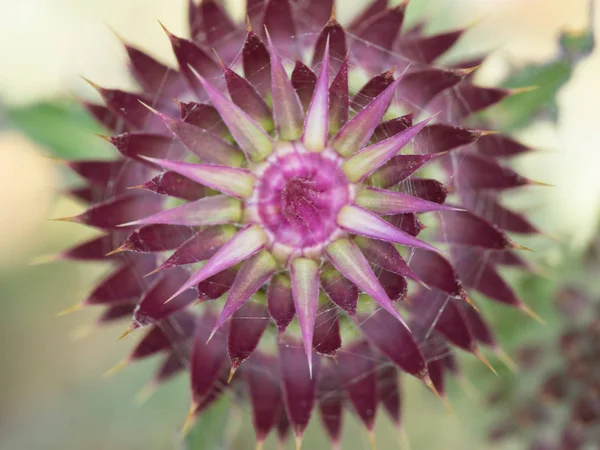 Thistle in pink colors — Stock Photo, Image