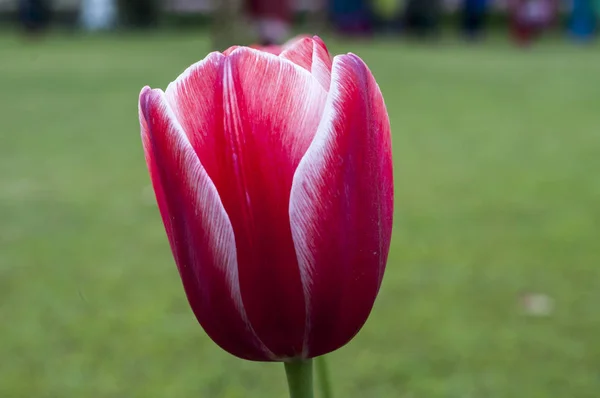 Макро-шот Tulip Flowel — стоковое фото