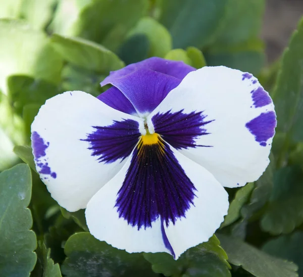 Uma flor de cachorro — Fotografia de Stock