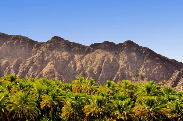 Dates trees forest among the barren mountains near the Muscat city