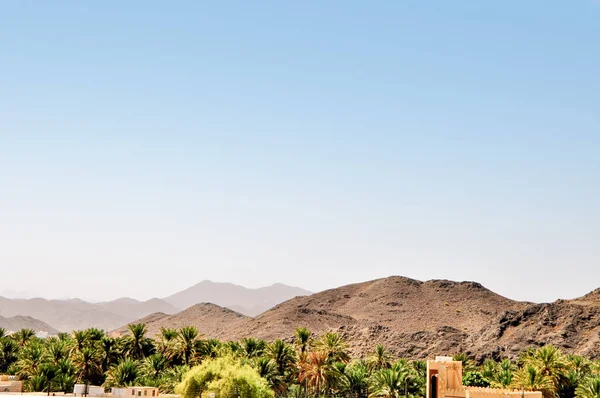 Palmeraie Des Dattes Dans Les Montagnes Mortes Oman — Photo