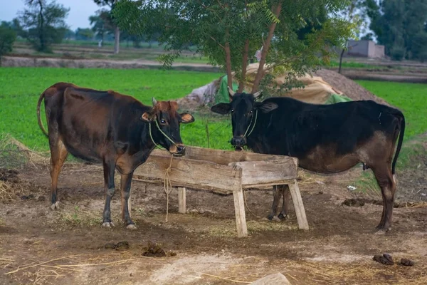 Vacas Campo Aberto Interior Punjab — Fotografia de Stock