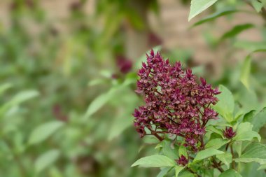 Basil bitkisinin mor çiçeği. 