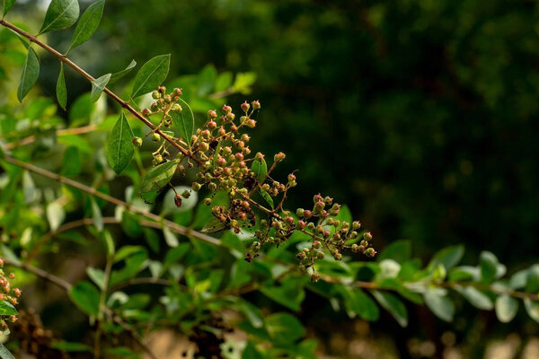 Flowers and seed pods of the Myrtle (henna) plant 