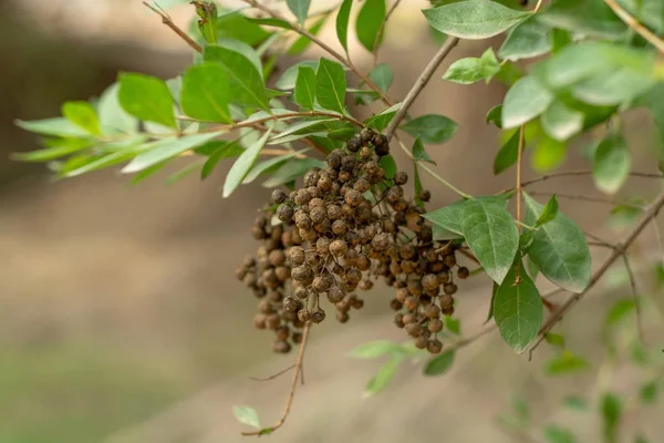 Zaadpeulen Van Henna Plant — Stockfoto