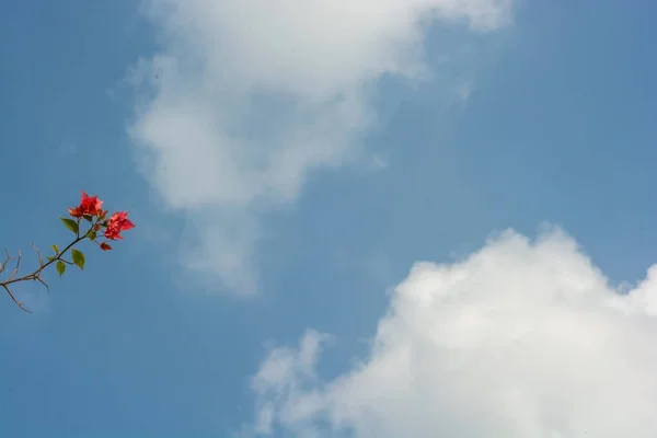 Wolken Blauwe Lucht — Stockfoto