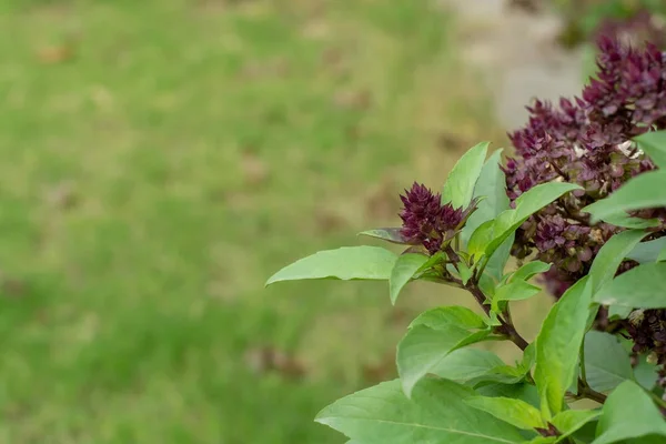 Flor Púrpura Planta Albahaca — Foto de Stock