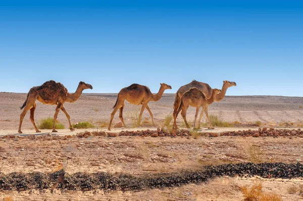 Дикі Верблюди Дукмському Омані — стокове фото