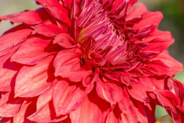 Güzel kırmızı çiçeğin yakın plan görüntüsü.  