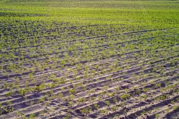 Rows Green Plants Agricultural Field Sunny Day — Stock Photo, Image