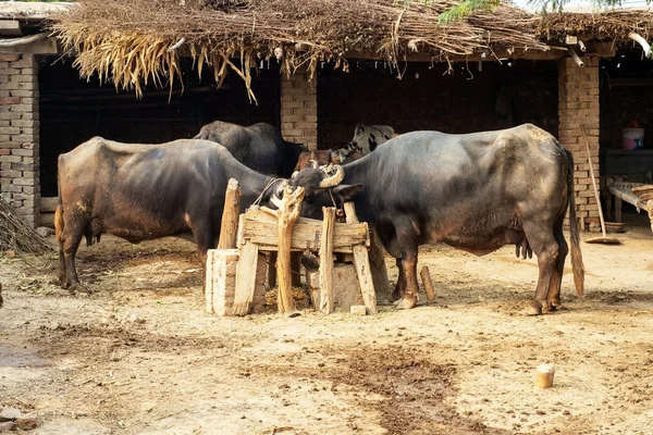 Dirty buffaloes in the typical village