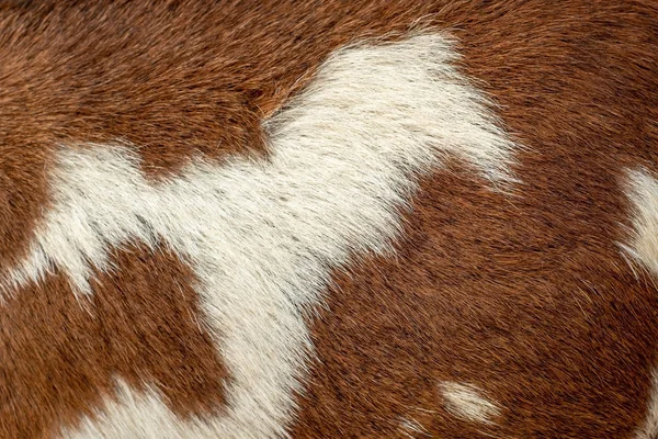 Hairy Pattern Goat Skin Fur Full Frame View — Stockfoto