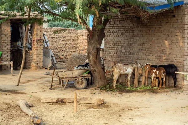 Cabras Zona Rural Deserto Thar — Fotografia de Stock