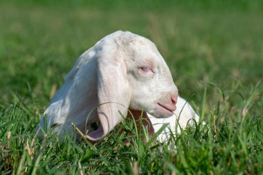 Çimenlerde oturan sevimli keçi yavrusu