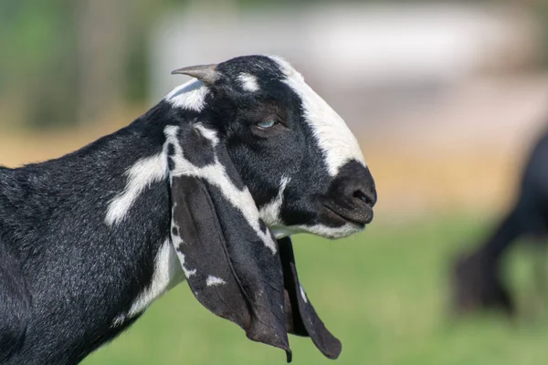 Capra Bianca Nera Nel Campo — Foto Stock