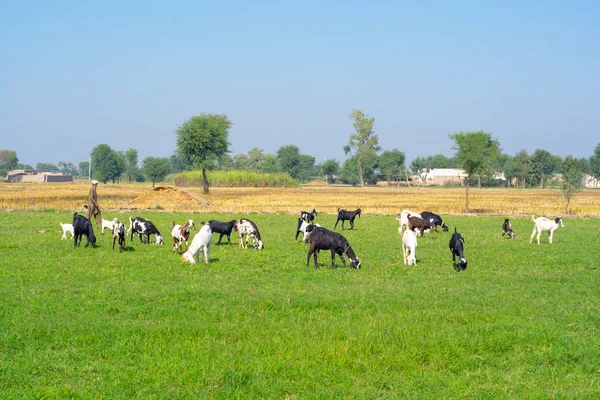 旁遮普邦农村的畜群 — 图库照片