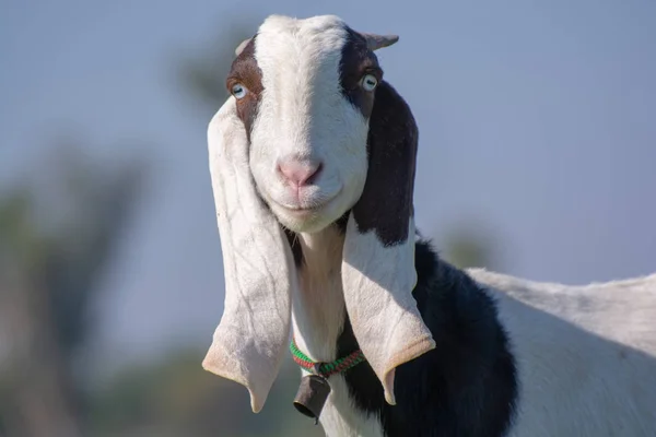 Portrait Chèvre Mignonne — Photo