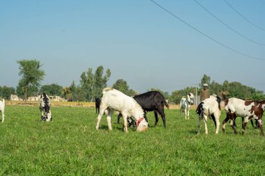 Punjab, Pakistan 'da güneşli bir günde yeşil çayırlarda otlayan keçi sürüsü 