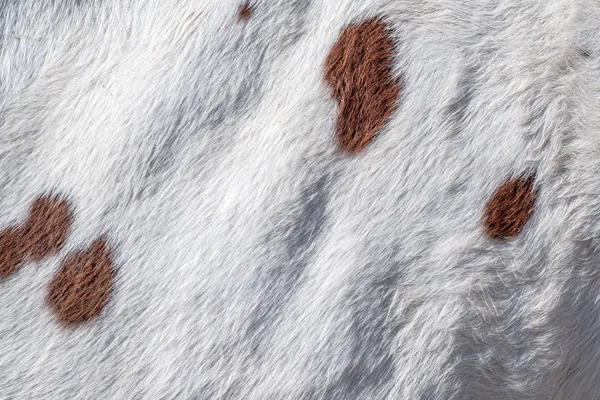 Hairy Pattern Texture Cow Skin — Stock Photo, Image