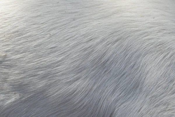 Безшовна Текстура Пухнастого Собачого Волосся — стокове фото
