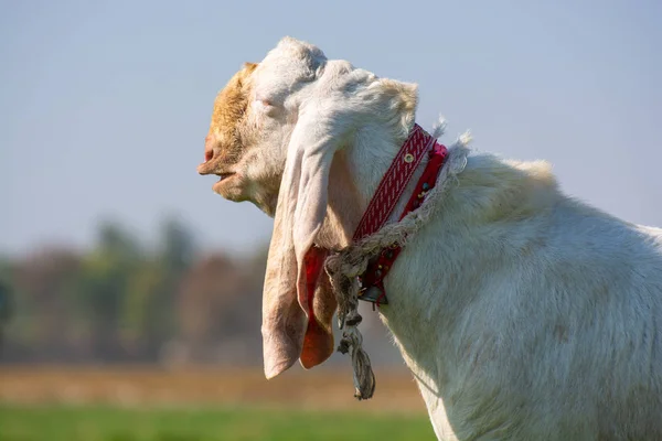 Stile Bocca Unico Della Capra Maschio — Foto Stock