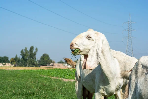 Cute babies goats grazing on green pasture at sunny day