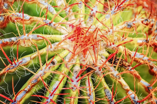 Rosa Dornen Der Kaktuskrone — Stockfoto