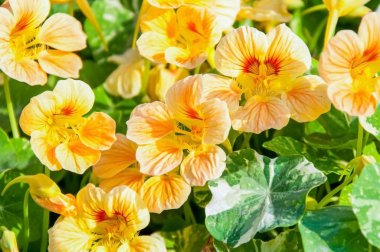 Çok renkli Petunya çiçeklerinin çiçekleri 