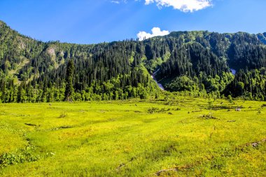 Neelum Vadisi 'ndeki Çam Ormanı Azad Kaşmir 