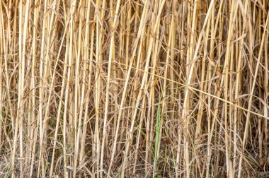 Buğday pipetlerinin kahverengi dokusu 