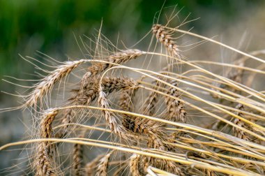 Buğday hasadının kahverengi kulakları 