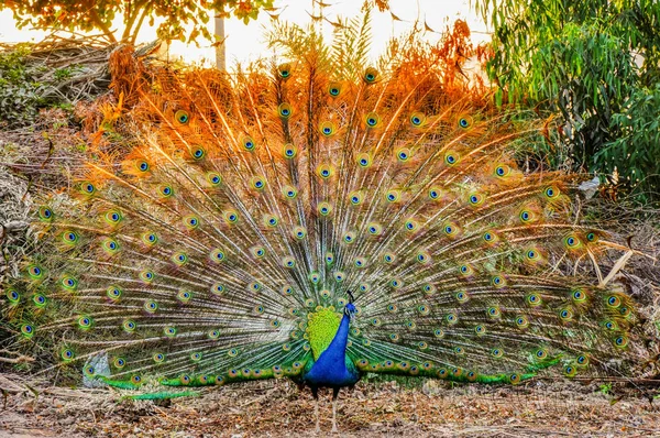 Baile del pavo real en la luz del atardecer — Foto de Stock