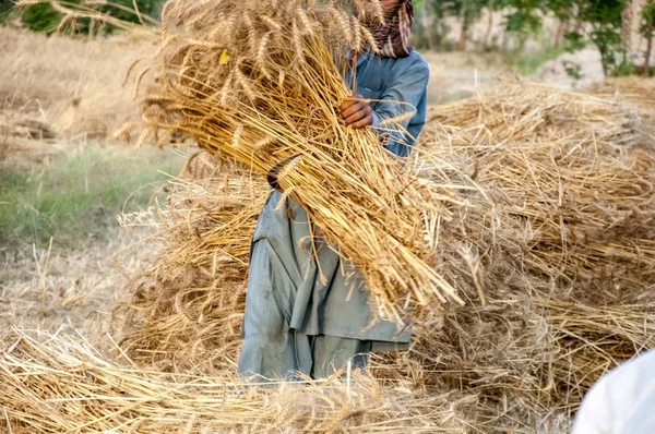 Фермер Збирає Урожай Пшениці Полі — стокове фото