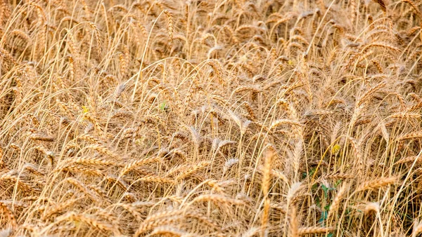 Wheat Crop Ready Harvest — Stock Photo, Image
