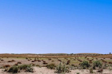 Çölde hasat edilen mercimek hasadı. 