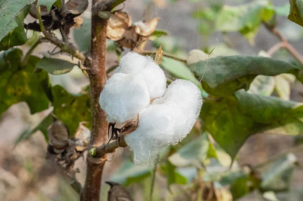 Boll Blanco Algodón Rama — Foto de Stock