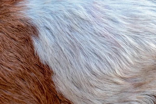 Padrão Peludo Textura Pele Cabra — Fotografia de Stock