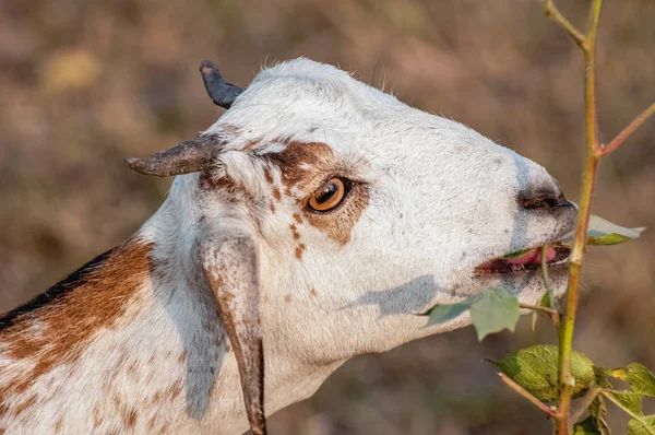 Kecske Legelő Sivatagban — Stock Fotó