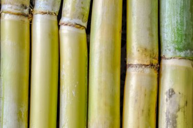Şeker kamışının büyüme halkaları ve tomurcuk kırıntıları 