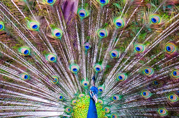 Close Dancing Peacock — Stock Photo, Image