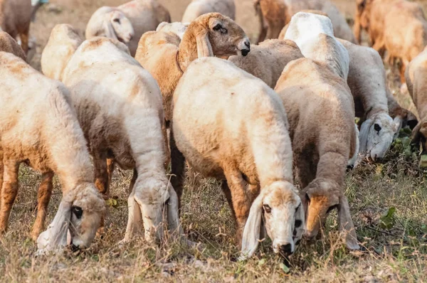 Herd Sheep Grazing Field — Stock Photo, Image